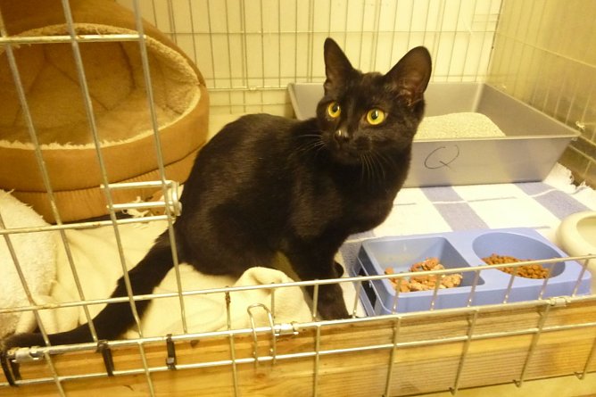 Mauzi, die Aufgeweckte (Foto: Tierheim Nordhausen)