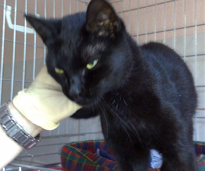 Besitzer gesucht (Foto: Tierschutz Nordhausen)