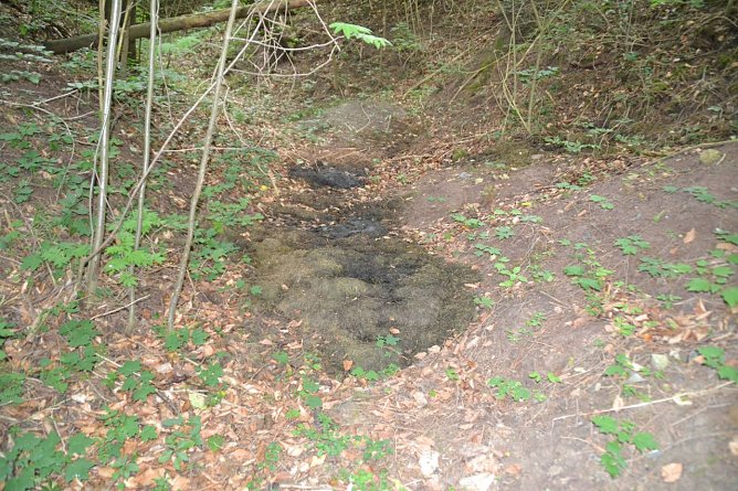 Gr&uuml;nabf&auml;lle werden zunehmend im Wald entsorgt (Foto: Forstamt)