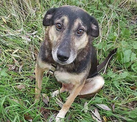 Odin ist verschwunden (Foto: privat)