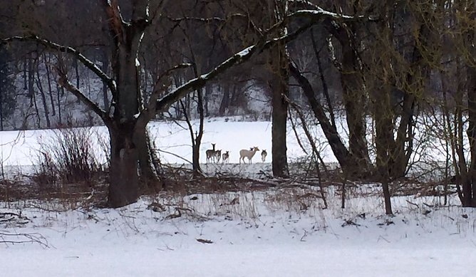 Wei&szlig;e Reh bei H&ouml;rningen? (Foto: H. Eckhardt)