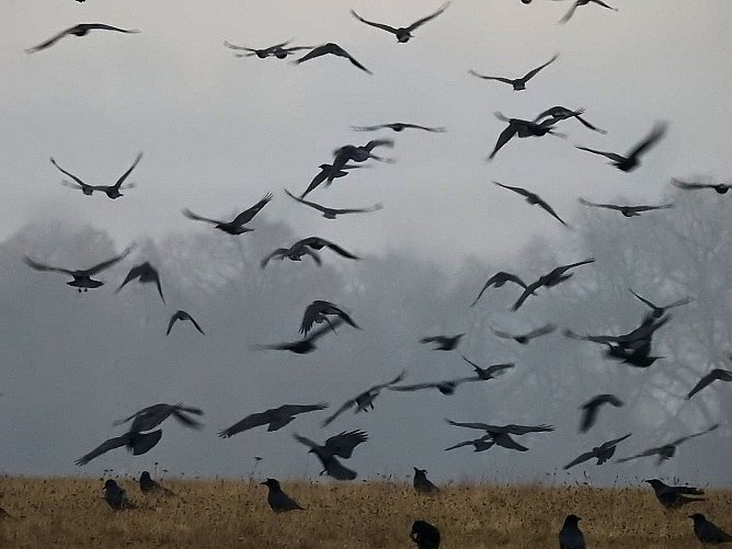 Zwischenstopp am Stadtrand - Gänse rasteten bei Nordhausen (Foto: Peter Blei) Zwischenstopp am Stadtrand - Gänse rasteten bei Nordhausen (Foto: Peter Blei)