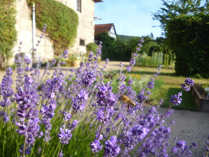 Bienen am Lavendel im Kloster Michaelisstein (Foto: Andre Koppelin) Bienen am Lavendel im Kloster Michaelisstein (Foto: Andre Koppelin)