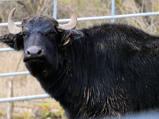 Peter Blei besucht die B&uuml;ffel (Foto: Peter Blei)