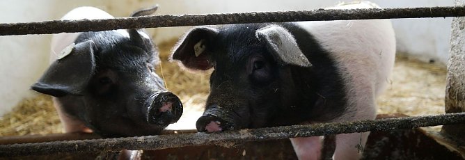 Tina und Bibi (Foto: nnz)
