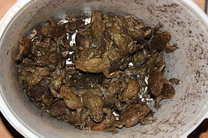 Kr&ouml;tenwanderung (Foto: privat)