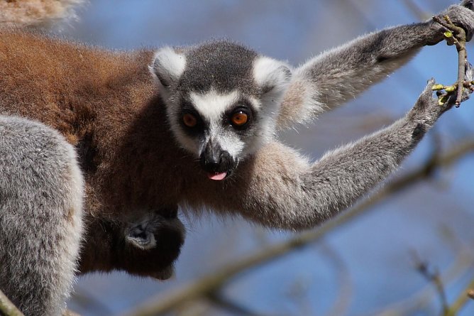 Affenwald (Foto: Nicole Schulz)