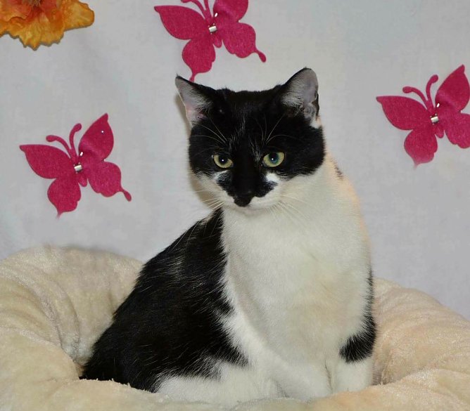 Tier der Woche: Blizzi (Foto: Tierheim Nordhausen) Tier der Woche: Blizzi (Foto: Tierheim Nordhausen)