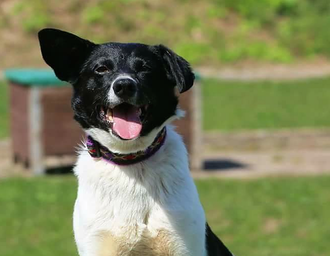 Tier der Woche: Lisa (Foto: Tierheim Nordhausen) Tier der Woche: Lisa (Foto: Tierheim Nordhausen)