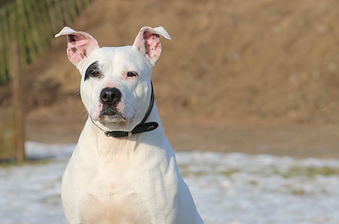 Tier der Woche: Missy (Foto: Tierheim Nordhausen) Tier der Woche: Missy (Foto: Tierheim Nordhausen)