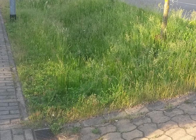 Natur pur am Hüpedenweg (Foto: privat) Natur pur am Hüpedenweg (Foto: privat)