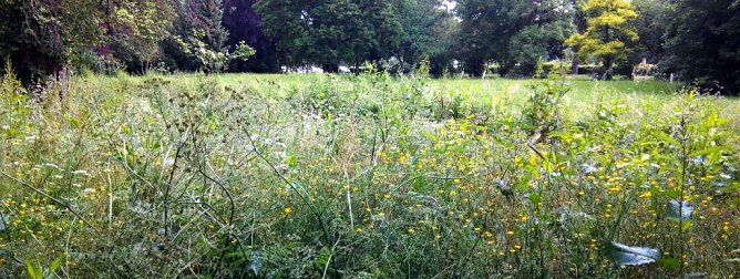 Eine Mahd vor dem Pfingstfest h&auml;tte dem Stadtpark gut getan. (Foto: Kurt Frank)