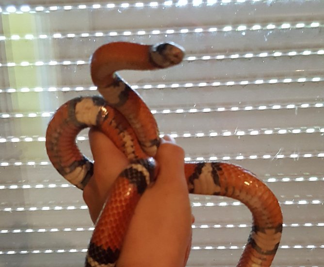 Tier der Woche - Elsa, die Exotische (Foto: Tierheim Nordhausen)