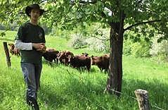 Bei der Sonntagswanderung geht es demn&auml;chst zum roten Harzer H&ouml;henvieh (Foto: Dan Wehmeyer)