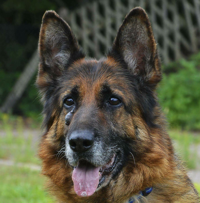 Tier der Woche: Isidora (Foto: Tierheim Nordhausen)