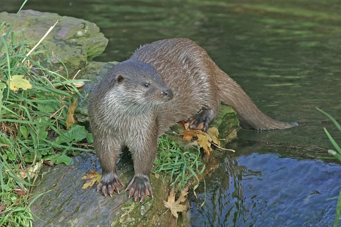 Fischotter gehören nicht ins Jagdgesetz (Foto: NABU M. Wolta) Fischotter gehören nicht ins Jagdgesetz (Foto: NABU M. Wolta)
