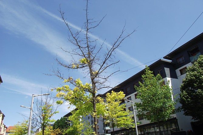 Was wird mit den absterbenden Bäumen in der Rautenstraße? (Foto: Kurt Frank) Was wird mit den absterbenden Bäumen in der Rautenstraße? (Foto: Kurt Frank)