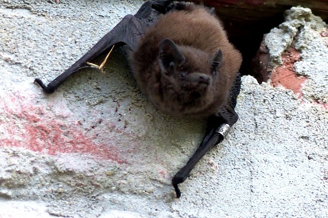 13. "Flatterpoint" er&ouml;ffnet (Foto: Landschaftspflegeverband S&uuml;dharz/Kyffh&auml;user)
