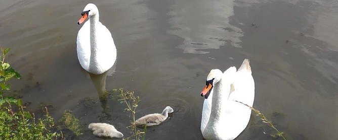 Die Schwanenfamilie (Foto: Kurt Frank)