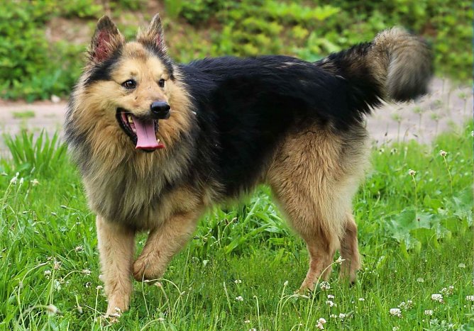 Teddy (Foto: Tierheim Nordhausen)