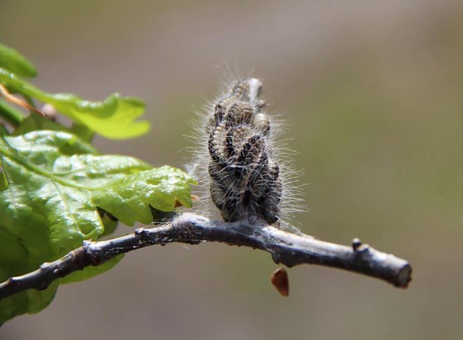 Paarungszeit (Foto: Dr. Horst Sproßmann) Paarungszeit (Foto: Dr. Horst Sproßmann)