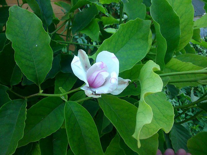 Magnolienblüte im Sommer (Foto: Gernot Thelemann) Magnolienblüte im Sommer (Foto: Gernot Thelemann)