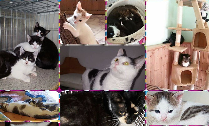 Katzen nehmen Überhand im Nordhäuser Tierheim (Foto: Tierheim Nordhausen) Katzen nehmen Überhand im Nordhäuser Tierheim (Foto: Tierheim Nordhausen)