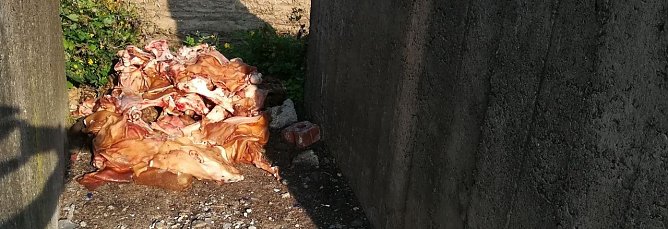 Illegal entsorgt - im wahrsten Sinne des Wortes eines Schweinerei (Foto: privat)