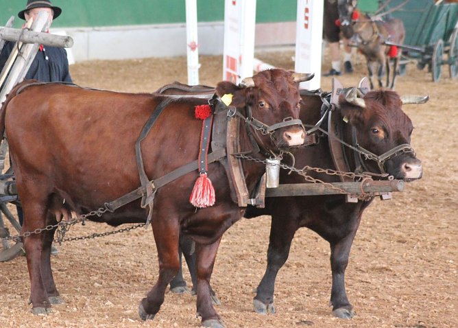 Archetierschaus vor zwei Jahren (Foto: privat)