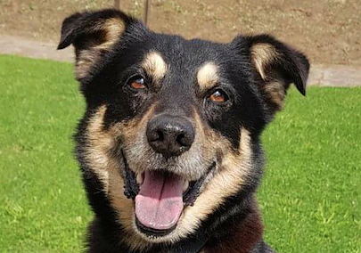 Tier der Woche: Jacky (Foto: Tierheim Nordhausen) Tier der Woche: Jacky (Foto: Tierheim Nordhausen)