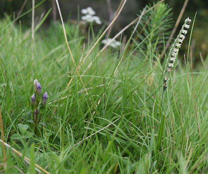 Der Feld-Enzian (Gentianella campestris, links) und die Herbst-Wendelorchis (Spiranthes spiralis, rechts), sind in ganz Mitteleuropa stark gef&auml;hrdet.   (Foto: Bodo Schwarzberg)