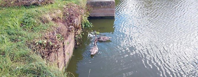 Eine engagierte Tiersch&uuml;tzerin wird die verwaisten Schwanenk&uuml;ken in ihre Obhut nehmen und sie liebevoll betreuen. (Foto: Kurt Frank)