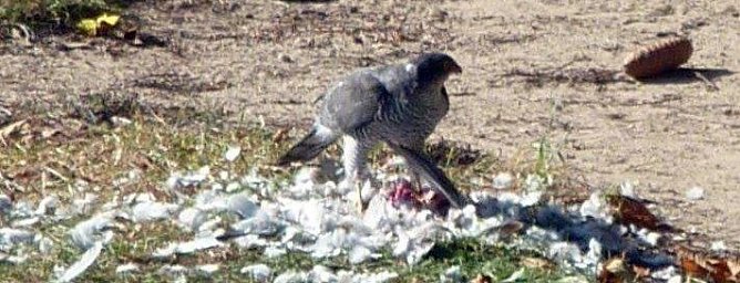 Wer war der Killer? (Foto: privat)