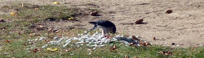 Wer war der Killer? (Foto: privat)