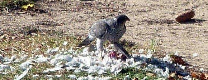 Der T&auml;ter war ein Mann (Foto: privat)
