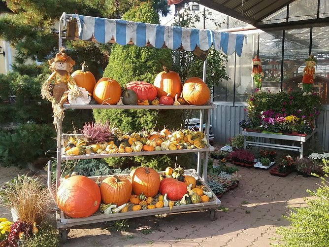 Kürbis- und Zwiebelmarkt in Nordhausen (Foto: Pressestelle Stadt Nordhausen) Kürbis- und Zwiebelmarkt in Nordhausen (Foto: Pressestelle Stadt Nordhausen)