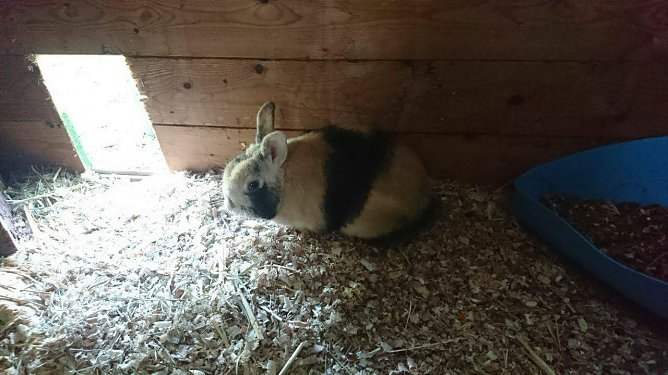 Tier der Woche: Bernhardt (Foto: Tierheim Nordhausen) Tier der Woche: Bernhardt (Foto: Tierheim Nordhausen)