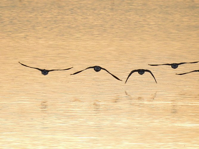 Kraniche im Anflug (Foto: Peter Blei) Kraniche im Anflug (Foto: Peter Blei)