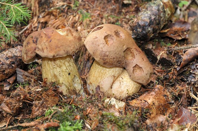 Pilze (Foto: Steffi Rohland) Pilze (Foto: Steffi Rohland)