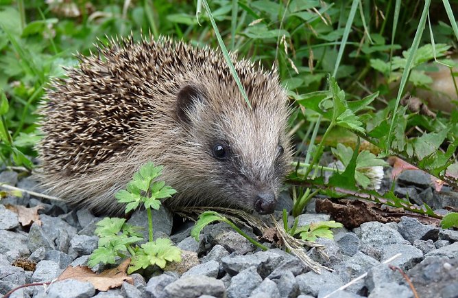 Igel beginnen mit dem Winterschlaf (Foto: Deutscher Tierschutzbund)