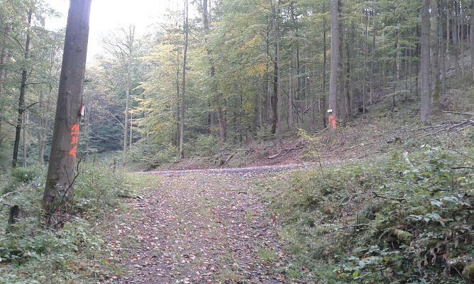 Wo geht es hier zum Poppenberg? Nach rechts aufw&auml;rts oder nach links abw&auml;rts? Die beiden sichtbaren Tafeln geben keine Auskunft: Auf der einen steht nur Netzkater und auf der anderen wird die Route eines Volkslaufes angezeigt. Die Abzweigung befindet sich am Weg Netzkater-Schr&ouml;tersruhe-Poppenberg. Dreimal darf man raten: Zum Poppenberg geht es nach links abw&auml;rts. � Das ist nur Beispiel von sehr  (Foto: Bodo Schwarzberg)