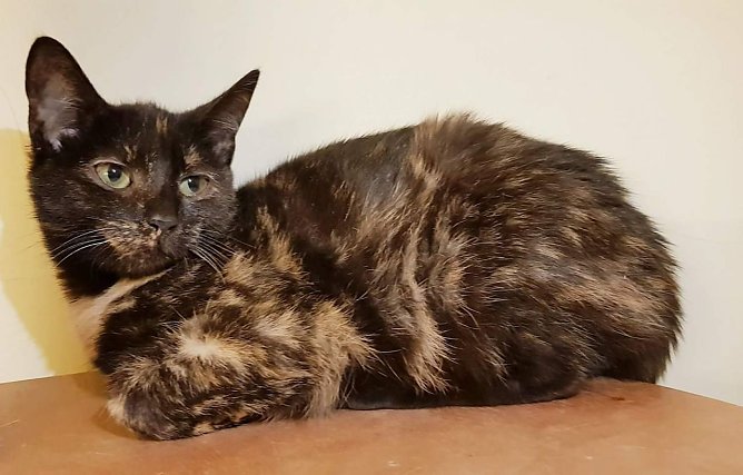 Tier der Woche: Lisa (Foto: Tierheim Nordhausen) Tier der Woche: Lisa (Foto: Tierheim Nordhausen)