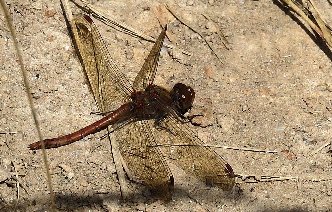 Peter Blei unterwegs (Foto: Peter Blei) Peter Blei unterwegs (Foto: Peter Blei)