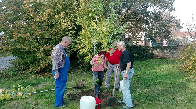 Drei neue Bäume von Familie Nachtwey für den Kirchplatz und die Bushaltestelle (Foto: privat) Drei neue Bäume von Familie Nachtwey für den Kirchplatz und die Bushaltestelle (Foto: privat)