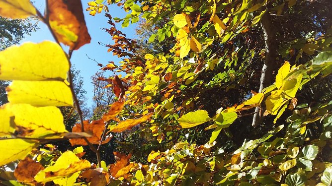 Herbstlaub im Harzwald (Foto: Naturpark Kyffhäuser/Südharz) Herbstlaub im Harzwald (Foto: Naturpark Kyffhäuser/Südharz)