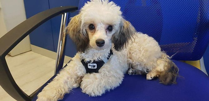 Tier der Woche: Lotte (Foto: Tierheim Nordhausen)