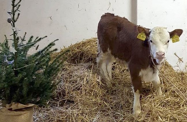 Wie soll der "Junge" hei&szlig;en? (Foto: Horizont-Verein)