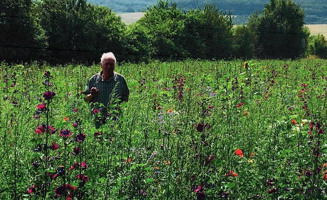 Hartmuth Bauer inmitten seines Bl&uuml;hfeldes. Die Fl&auml;che hatte er selbst einges&auml;t, das Saatgut gekauft. Auf dem Areal summt und schwirrt es im Sommer: Hummeln, Bienen, V&ouml;gel finden hier Nahrung (Foto: privat)