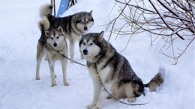 Schlittenhunde "zu Gast" (Foto: Agentur)