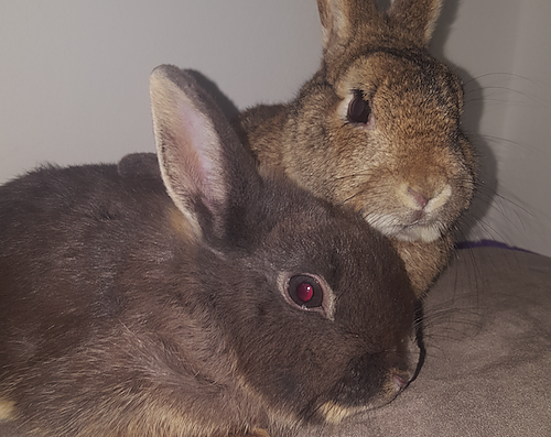 Tier(e) der Woche - Benny und Erich (Foto: Tierheim Nordhausen) Tier(e) der Woche - Benny und Erich (Foto: Tierheim Nordhausen)